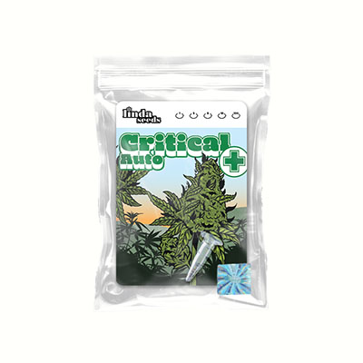 Auto Critical + Samen > Linda Seeds | Hanfsamen Empfehlungen  |  Günstige Hanfsamen